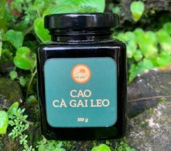 Cao cà gai leo uống như thế nào?