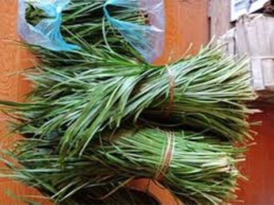 Cây thắng cố là cây gì?