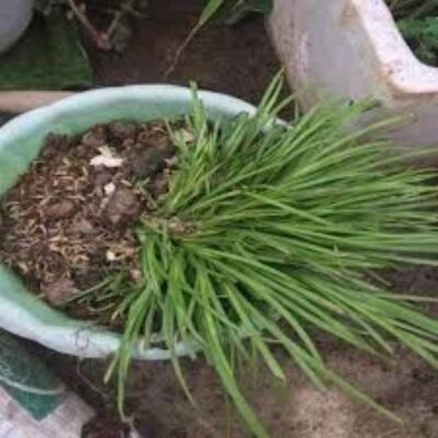 Hương Vị Đặc Trưng Của Món Ăn Tây Bắc Qua Cây Thắng Cố