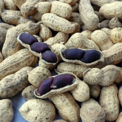 Lạc đen có tác dụng gì?