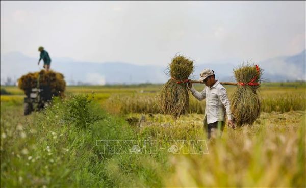 Mường Thanh - Cánh đồng lớn nhất Tây Bắc