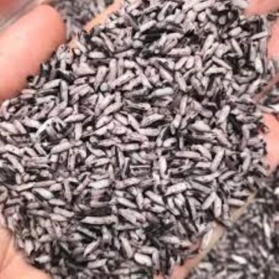 Người bị tiểu đường có ăn được gạo nương tím không?