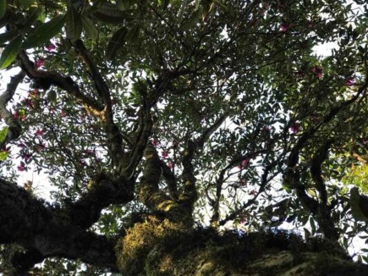 Những đỉnh núi trekking lí tưởng nhất Việt Nam