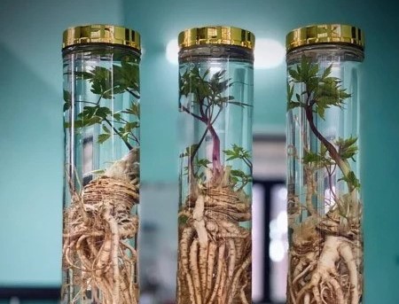 Tác dụng của rượu ngâm sâm đương quy