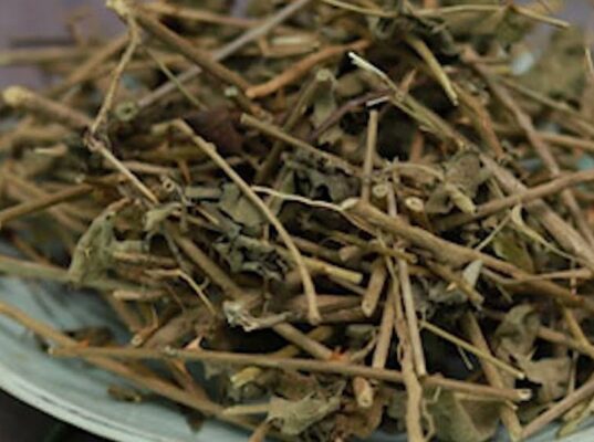 Cao cà gai leo uống như thế nào?