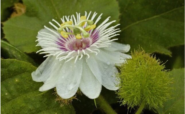 Tác dụng của cây lạc tiên là gì