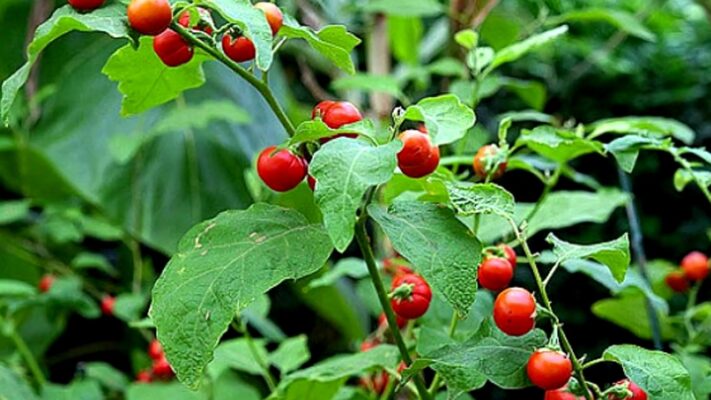 Trị bệnh gan hiệu quả từ cà gai leo