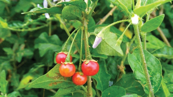 Công dụng và cách dùng cà gai leo