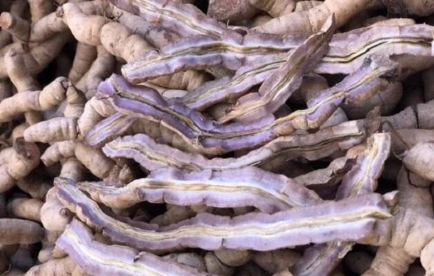 Những ai không nên dùng ba kích?