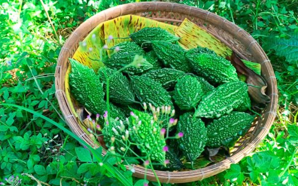 Mướp đắng rừng Tây Bắc