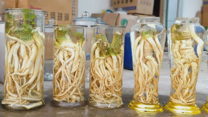 Đinh lăng ngâm rượu trị bệnh gì?