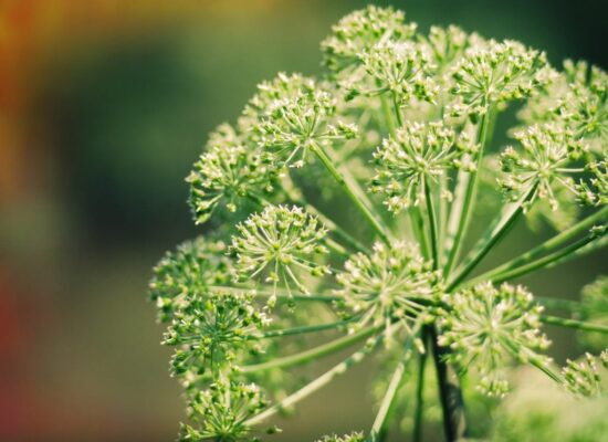 Cây đương quy có tác dụng gì?