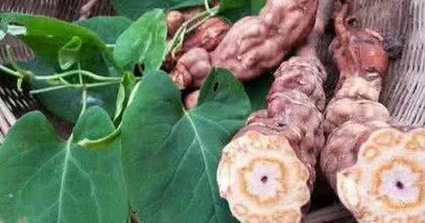 Công dụng và cách dùng viên hoàn hà thủ ô