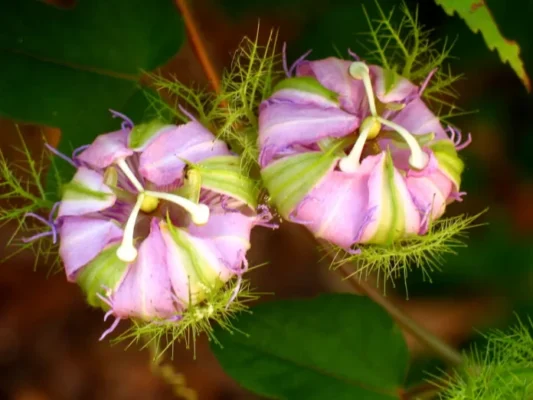 Cây lạc tiên chữa mất ngủ có thực sự hiệu quả?