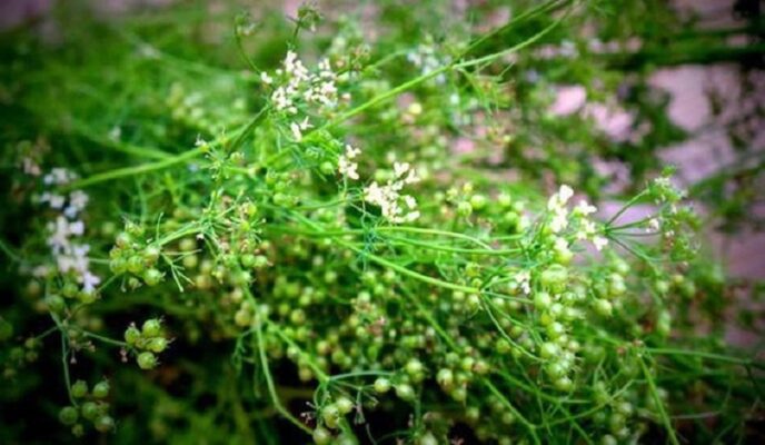 Lợi ích từ rau mùi khiến bạn bất ngờ