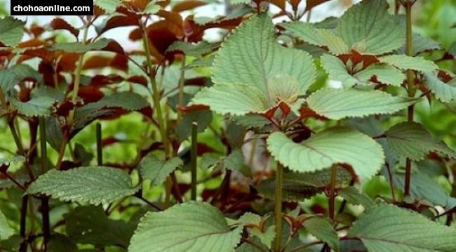 Cách sử dụng lá tía tô để trị zona hiệu quả