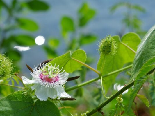 Lợi ích sức khỏe của cây lạc tiên