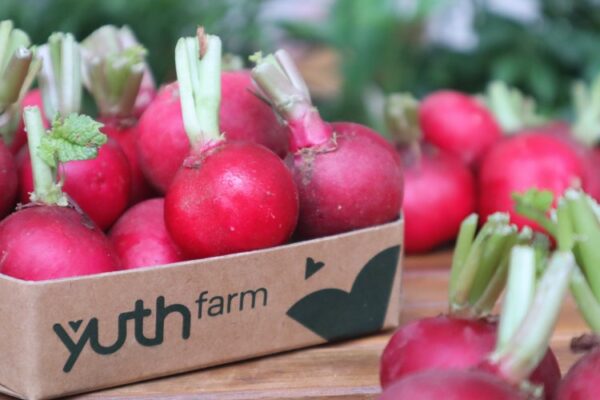 Công dụng phòng, chữa bệnh từ củ cải