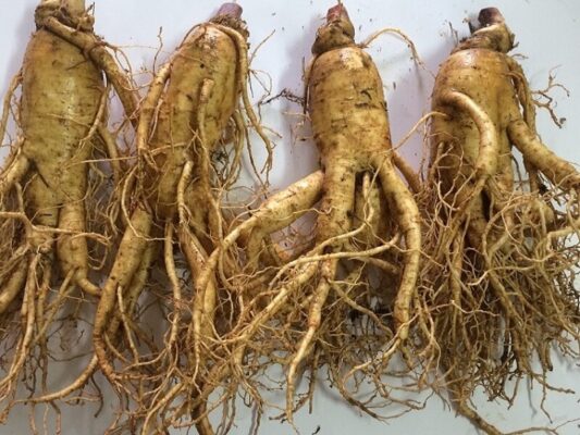 Lợi ích của sâm đương quy ngâm mật ong