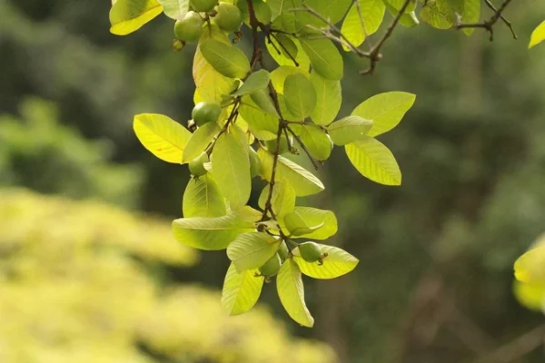 Uống nước lá ổi có giảm cân được không?