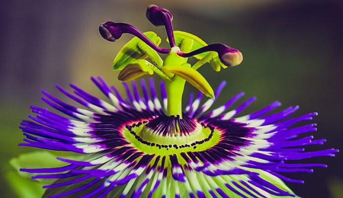 Lạc tiên - Vị thuốc an thần, chữa mất ngủ hiệu quả