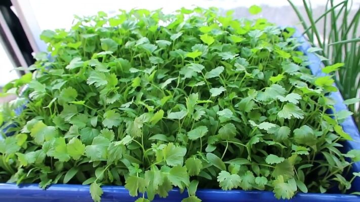 Những công dụng của rau mùi