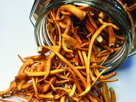 Đông trùng hạ thảo có nên uống thường xuyên không?