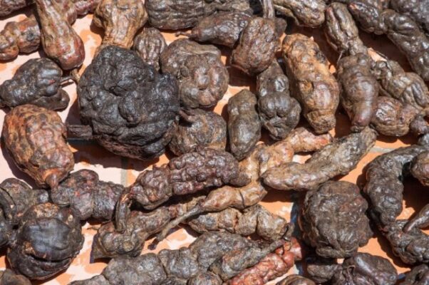 Hà thủ ô có nên uống thường xuyên không