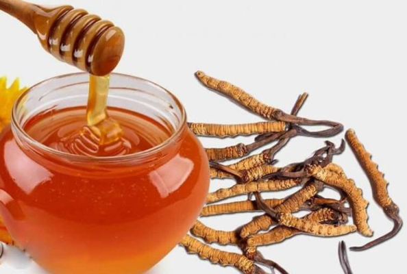 Đông trùng hạ thảo ngâm mật ong có tác dụng gì