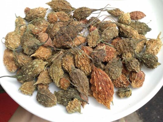 Công dụng của mướp đắng rừng phơi khô