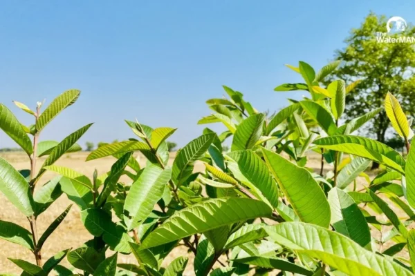 Uống nước lá ổi có tác dụng gì?