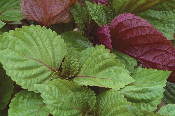 Công dụng, cách dùng của cây tía tô