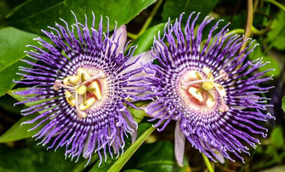 Công dụng của lạc tiên chữa mất ngủ