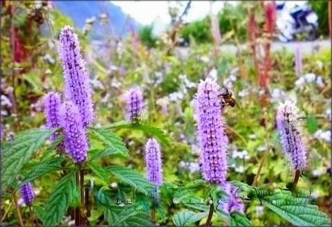 mật ong Bạc hà Hà Giang