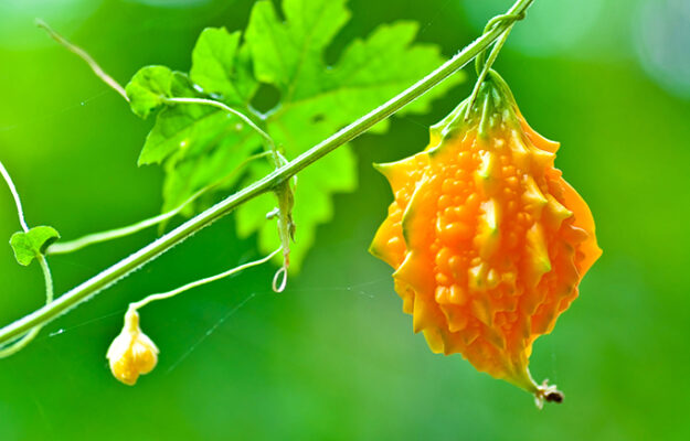 Mướp đắng rừng trị bệnh gì?