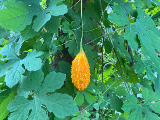 Mướp đắng rừng bài thuốc quý của núi rừng