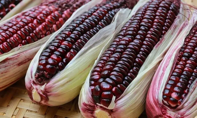 Ngô tím ngâm rượu mua ở đâu?