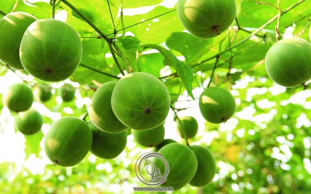 Huyết áp thấp có nên uống quả la hán