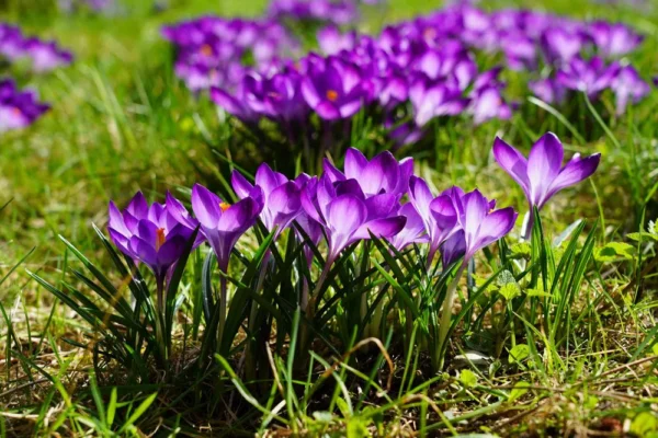 Mẹ bầu uống được nhụy hoa nghệ tây không