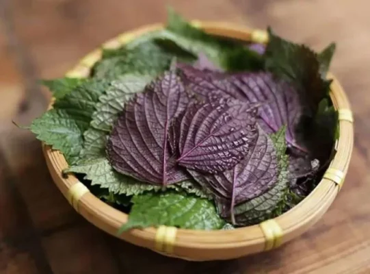 Lá tía tô và những lưu ý khi sử dụng