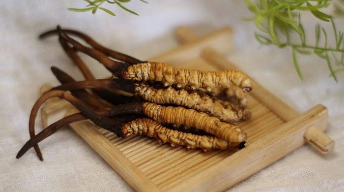 Những ai không nên sử dụng Đông trùng hạ thảo?