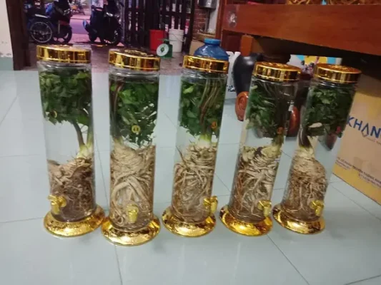 Cách sử dụng Sâm Đương quy ngâm rượu