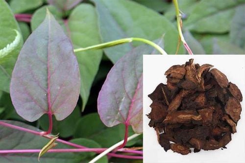 Hà thủ ô đỏ Tây Bắc có tác dụng gì?