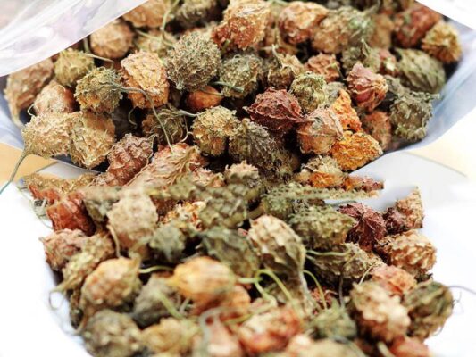 Mướp đắng rừng khô