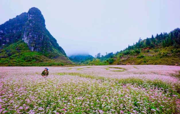 Hoa tam giác mạch nở rộ