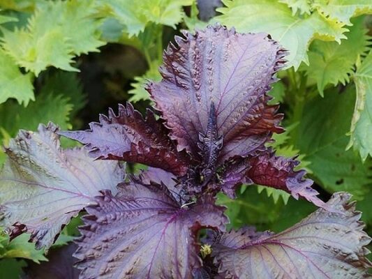 Nước lá tía tô uống khi nào là tốt nhất