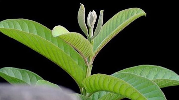 Uống nước lá ổi có giảm cân được không?
