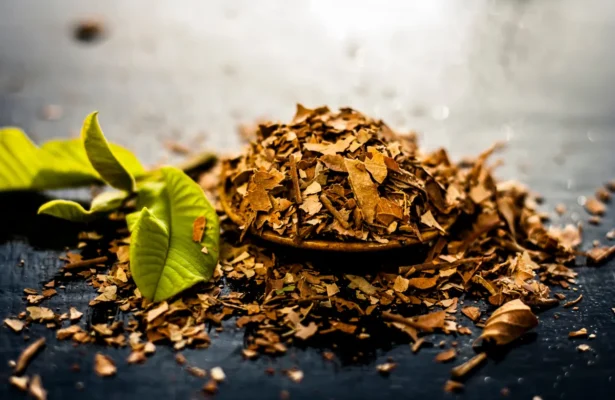 Lưu ý cần biết khi uống nước lá ổi