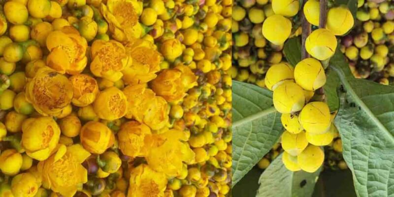 Tác dụng của trà hoa vàng là gì?