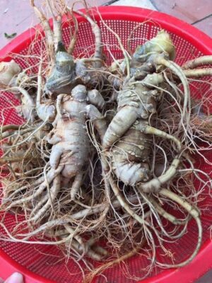 Tam thất tươi ngâm mật ong